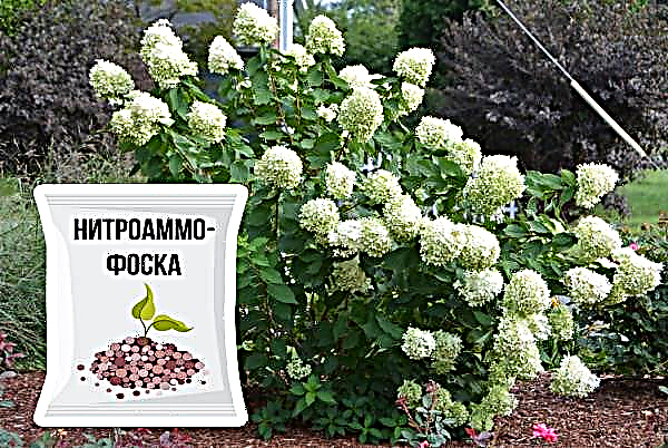 Hortensia paniculata de poda: si podar, cuándo y cómo podar un arbusto en otoño y primavera, esquema de poda