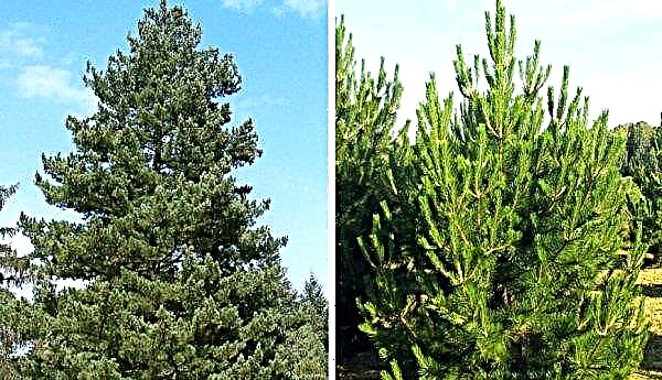 Pino de Rumelian: descripción del árbol, plantación y cuidado adecuados, reproducción, resistencia al invierno, uso en el diseño del paisaje.