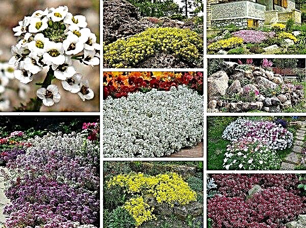 Alissum mountain: herbaceous plants for open ground, photos, features of planting species and flower care
