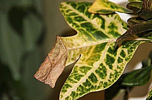 Motley codium: bitkinin tanımı, özellikle evde yetiştirme ve bakım