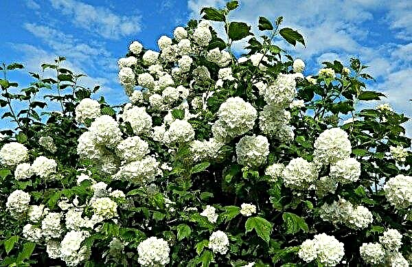 Hydrangea and viburnum buldenege: what are the differences between plants