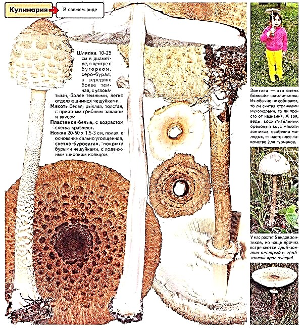 Kragt svamp: ätligt eller giftigt, hur man lagar mat, fördelar och möjlig skada, foto och beskrivning