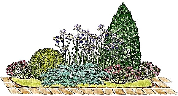 Kukkapenkki katajalla: valmiit kaaviot ja miten tehdä omat kukkapenkkisi tujan, isäntien, monivuotisten ja muiden kasvien kanssa