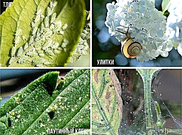 Hortenzija Urale: auganti sode, priežiūra ir sodinimas, kada ir kurią geriau sodinti, geriausi žiemai atsparios veislės, nuotrauka