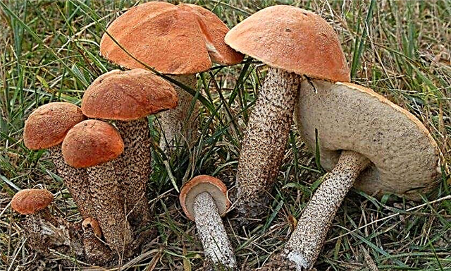 What does mushroom boletus look like, home-grown, photos and description