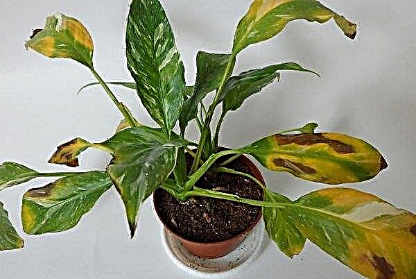 Spathiphyllum Domino: Beschreibung mit Foto, Pflegemerkmalen und Wachstum zu Hause