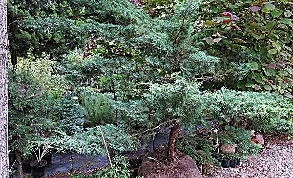ジュニパーバージニアグレイオウル（グレイフクロウ）：説明、写真、ランドスケープデザイン、植栽、ケアへの応用