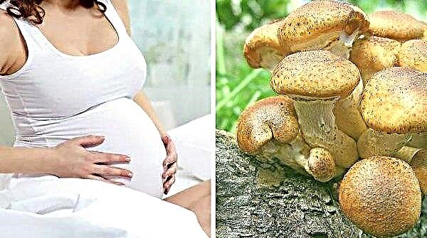 Honey mushrooms: calorie content, benefits and harm to the human body, properties, nutritional value