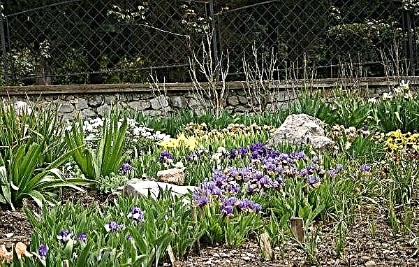 Dwarf iris: giống của các giống với hình ảnh và tên, trồng và chăm sóc hoa