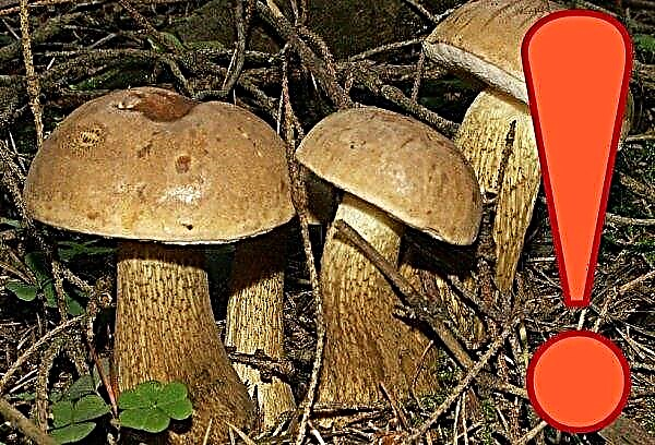 Mushroom mustard: photo and description, edible or not, the benefits and harms, use in cooking and medicine