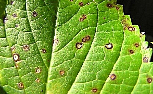 Panicled Hydrangea Daruma: rostoucí charakteristiky, popis a fotografie