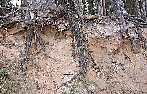 Rotsystemet för vanlig gran, hur rötter växer, deras djup och bredd, foto och diagram