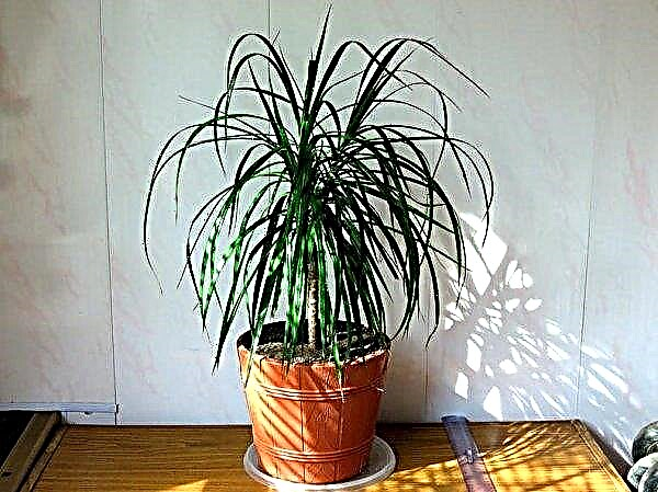 How to transplant dracaena at home: when is it best to do this, step-by-step instructions on how to care after transplantation, photos, video
