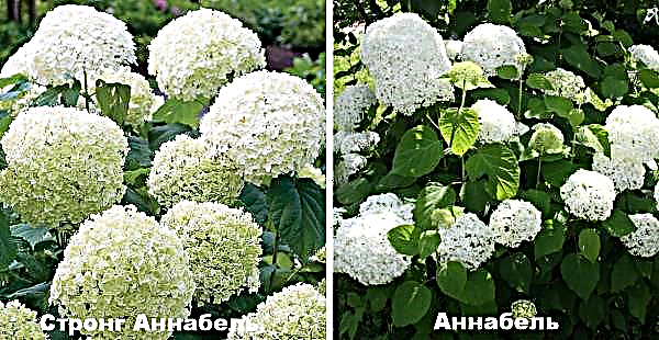 Hydrangea arboreal Strong Annabelle (Hydrangea arborescens Strong Annabelle): fotografie, popis odrůdy, výsadba a péče