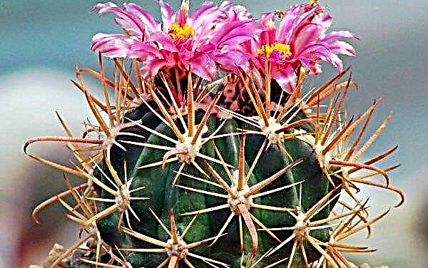 Ferocactus: description and description, the main types of plants, cultivation and care at home, photo