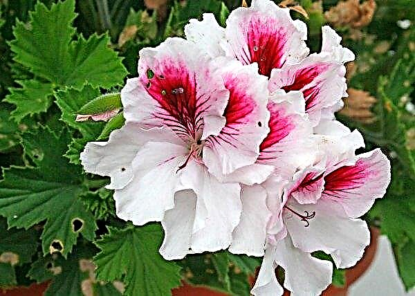 Pelargonium and geranium: what is the difference, proper care of plants, photo