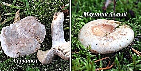 Champignonsmoothies: eetbaar of niet, hoe te nemen, nuttige eigenschappen en mogelijke schade door de paddenstoel, foto en beschrijving