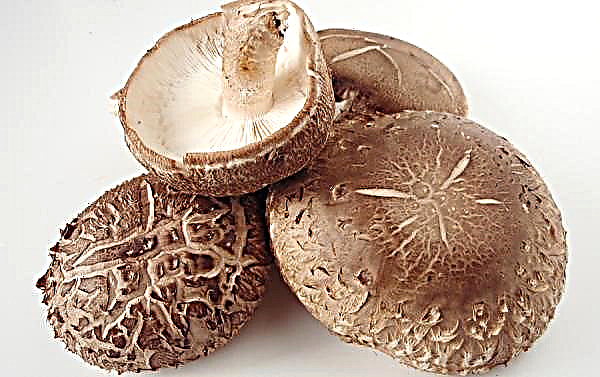 Japonské a čínské shiitake houby: fotografie a popis, kde rostou a kolik stojí, chuť, výhody a poškození