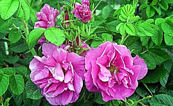 Ako pestovať ružu na dogrose: podrobné pokyny o tom, kedy ju zasadiť, následná starostlivosť, fotografie, video