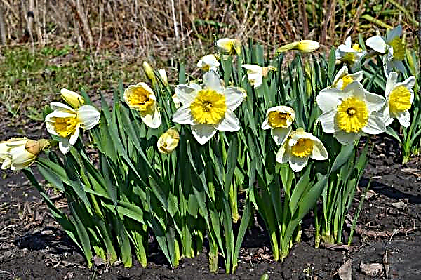 How and when to dig bulbs of daffodils after flowering: how to store and when to plant, is it possible to dig on a growing moon