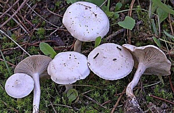 Meadow honey agarics: false and edible, photo and description, how to distinguish whether meadow honey agarics are edible or not