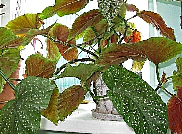 Why begonia leaves dry: what to do and how to save the plant, video