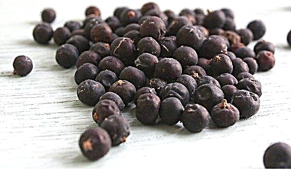Juniper berries: when to pick, when to ripen, what kind of cones to pick, when to ripen, how to dry