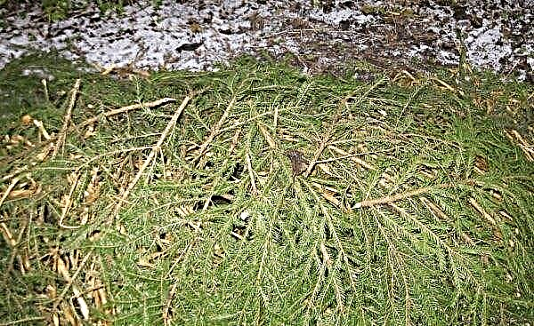 Spruce Olendorfi (Picea abies bình thường Оhlendorffii): ảnh và mô tả, trong thiết kế cảnh quan, trồng và chăm sóc
