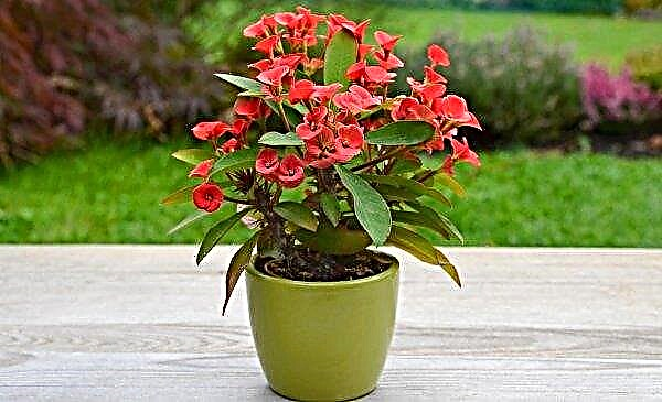 Euphorbia: venenosa o no, lo que es peligroso para los humanos, una descripción de una planta de interior