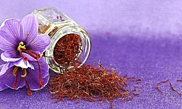 What flavor and smell does saffron have: what does it look like, what flavor gives