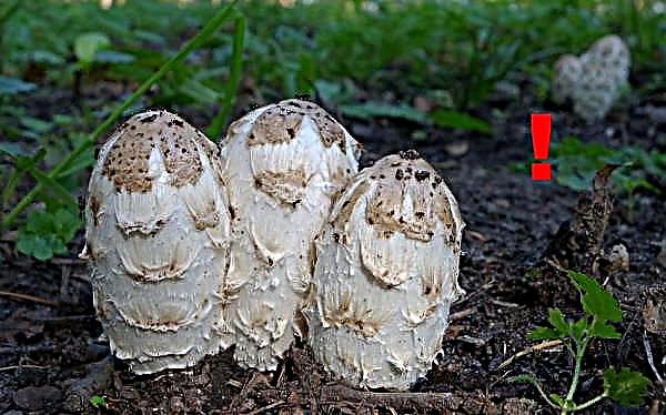 Dung mushroom (Koprinus): photo and description, cooking features, edible or not, growing dung mushroom