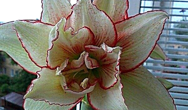 Hippeastrum: planting, growing and care at home, features of reproduction and transplantation, photo