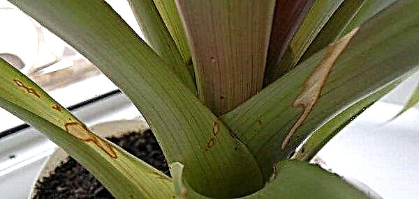 Guzmania transplant at home: step-by-step instructions, terms, features of reproduction and further care, photos, video