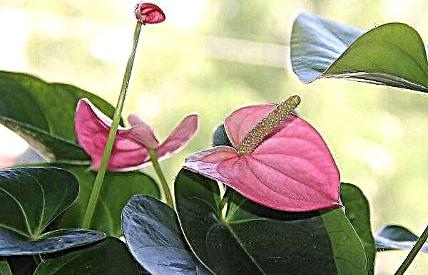 Anthurium leaves turn black: what to do, treatment, reasons and tips