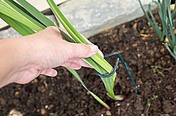 Hvorfor gladioli vokser kurver og faller, hvordan knytte gladioli vakkert og uten pinner slik at de ikke faller