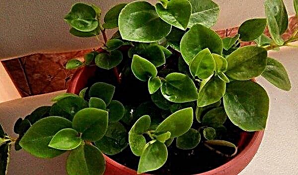 Peperomia is stupid: home care, photos, signs and superstitions, diseases, flowering, reproduction, benefits and harms, pruning