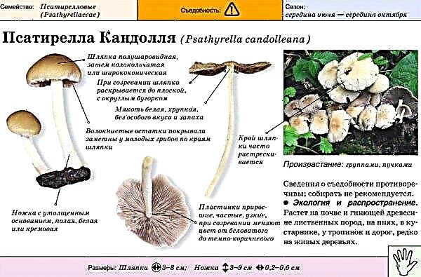 Herfstpaddestoelen: beschrijving van paddenstoelen, waar te groeien, wanneer te verzamelen, giftige doubles