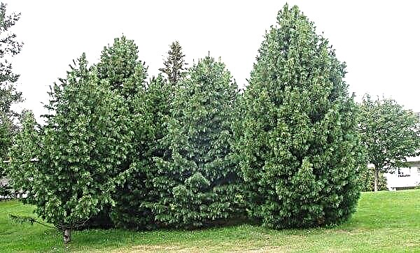 Types of pines: photo with description and name, in landscape design, decorative for the garden
