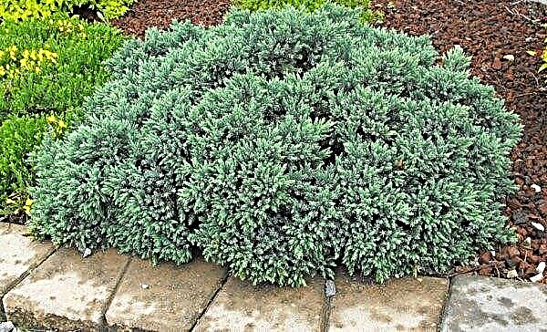 Juniper scaly Blue Star (Juniperus squamata Blue Star): beskrivning och foto, användning i landskapsarkitektur, plantering och vård