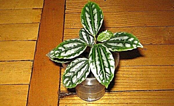 Pilea Kadier: description of the plant, especially the cultivation and care at home, photo
