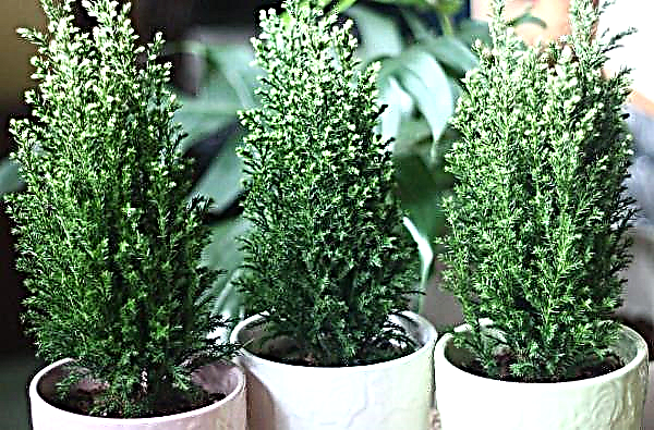 Elwoody's Lavson cypress: is it possible to plant a tree in the open ground, planting and care at home in a pot