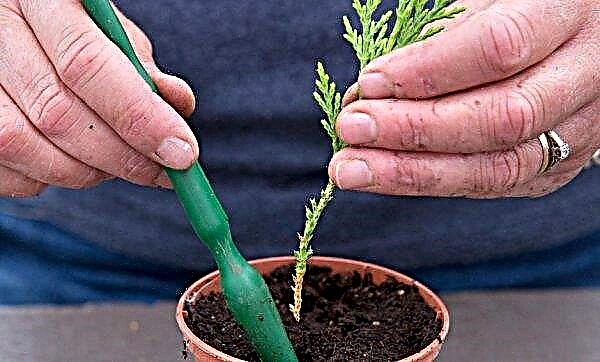 Indoor lemon cypress: planting and growing in a pot, home care, photos and description