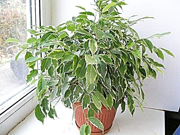 What and how to properly fertilize ficus at home: the best fertilizing, basic rules for fertilizing