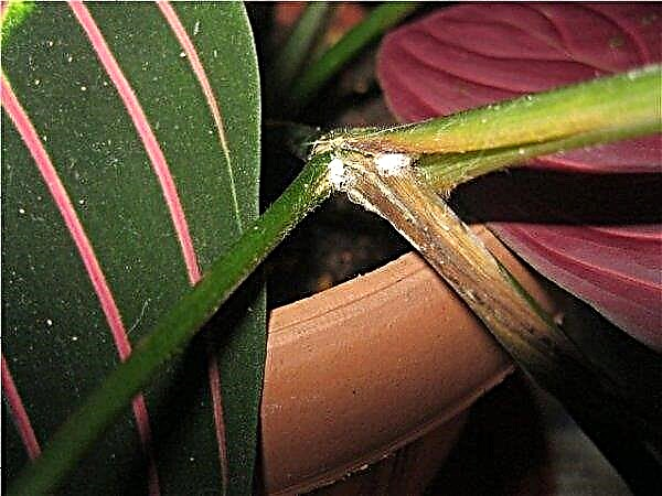 Maranta: photo and description of species, especially growing in the house