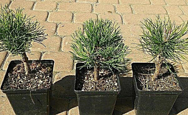 How to grow a pine in a pot at home in an apartment, how to care for a home indoor pine
