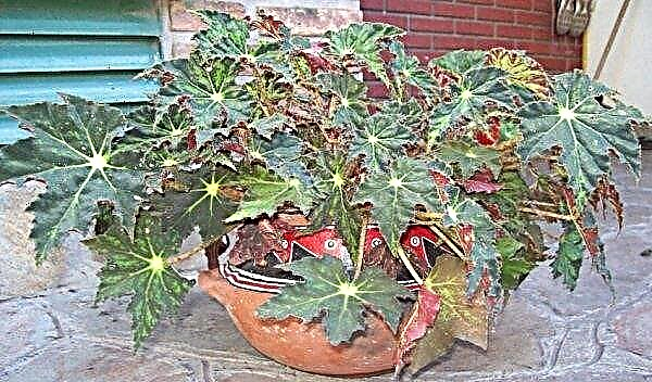 Begonia cleopatra: care and features of reproduction of a houseplant at home