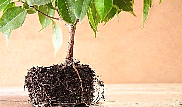 Ficus à petites feuilles: soins à domicile, photo, reproduction, avantages et inconvénients