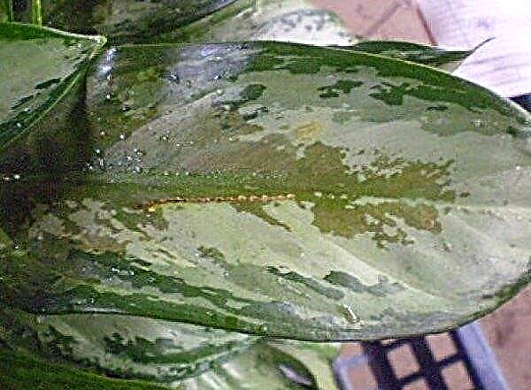 Dieffenbachia spotted: home care, photo, poisonous or not, reproduction