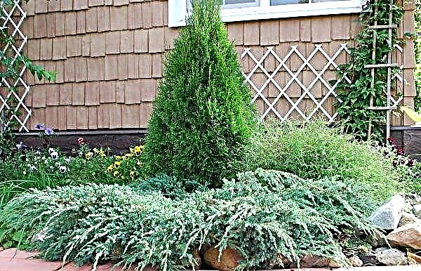 How to distinguish thuja from juniper: what are the differences, a photo that grows better