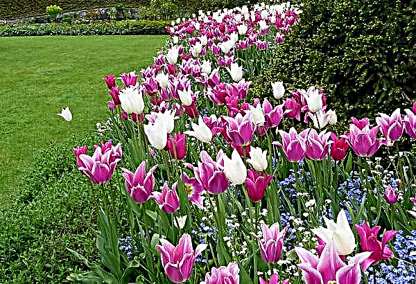 Tulip Ballade (Tulip Ballade): الزراعة والرعاية ، التطبيق في تصميم المناظر الطبيعية ، الصورة والوصف